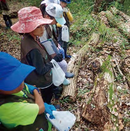 森でキノコをさがす