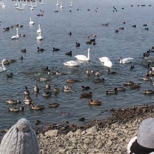 ハクチョウとカモ、渡り鳥を観る
