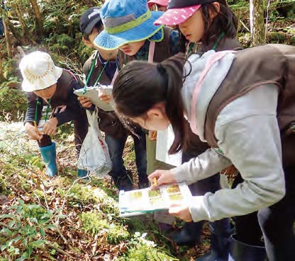コケとシダ、植物進化の始まり