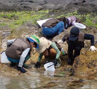 磯の妖精、ウミウシをさがす