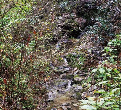 山奥の源流を探検する