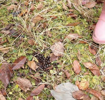 タヌキの足跡を持ち帰る